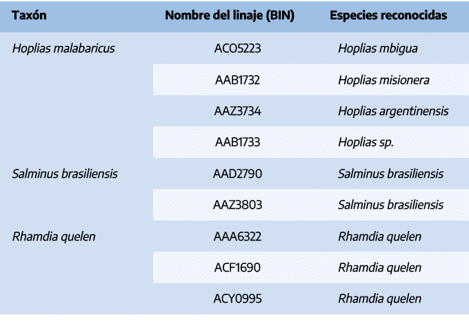Tax n,Nombre del linaje (BIN),Especies reconocidas,Hoplias malabaricus,ACO5223,Hoplias mbigua,AAB1732,Hoplias misione...